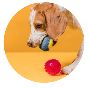 Pet Supplies